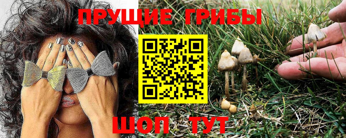 Псилоцибиновые грибы Psilocybine cubensis Великий Новгород